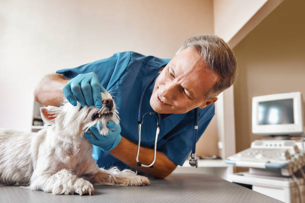 Best 24-Hour Emergency Dentist in Belterra, TX